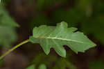 Kidneyleaf rosinweed